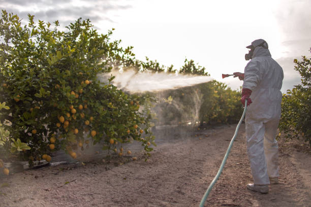Best Termite Control Services  in Mishawaka, IN