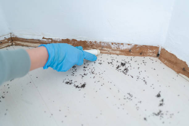 Best Pest Control Near Me in Mishawaka, IN